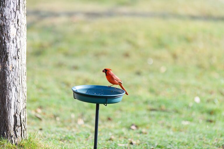 Beginner Tips for Backyard Birdwatching: A Simple Guide